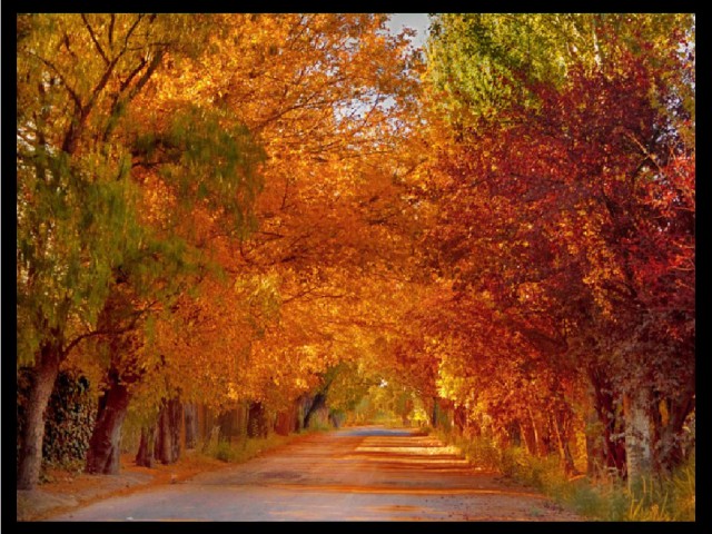 Autumn in Mendoza